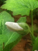 蜀葵植物简介，蜀葵的花语和寓意，有什么传说故事？