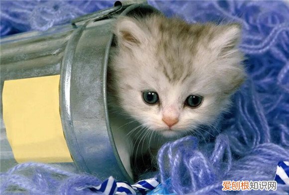 猫咪做b超多少钱检查膀胱 ，猫b超多少钱？