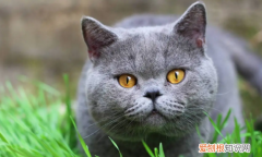 猫突然发出呜呜的低吼,发狂的叫声 ，猫突然发出低沉的叫声？