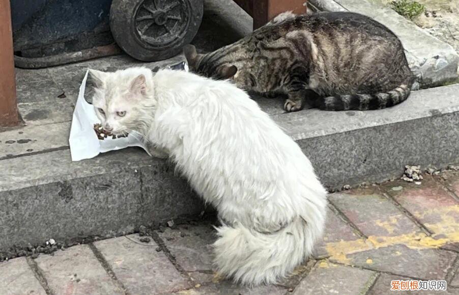 找猫很灵的方法算卦 ,找猫很灵的方法迷信?