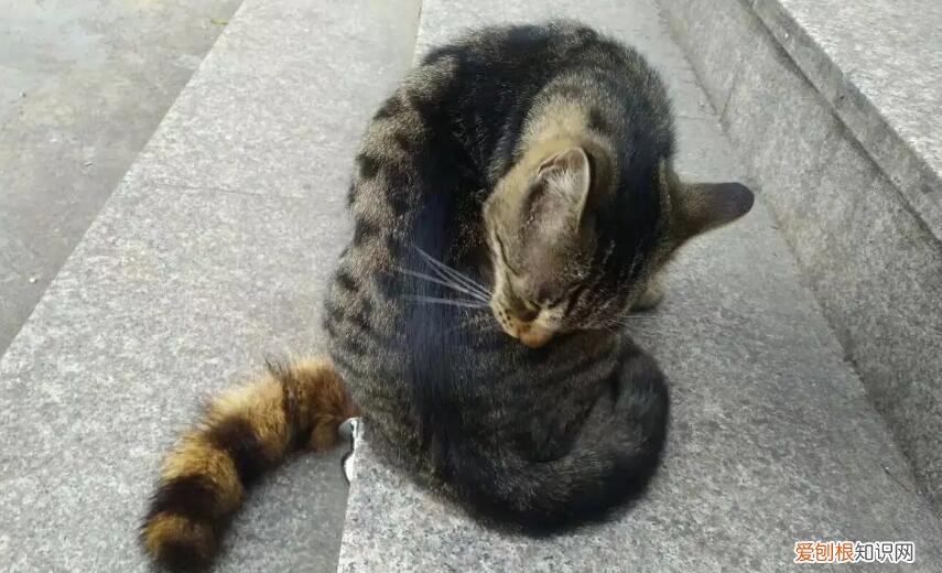 猫掉毛最好的解决办法 ，春天猫咪掉毛可以剃掉吗？