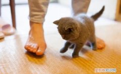 猫咪忍痛表现 ，猫咪被踩内伤表现症状？