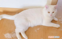 防止猫掉毛最有效的方法 ，猫睡床上暗示什么风水？