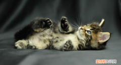 猫猫很胆小怎么办 ，猫猫很胆小,对主人都不放松？