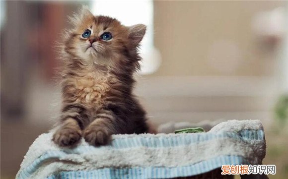猫咪背上长了个鼓包一碰就疼 ，猫咪背上长了个鼓包一碰就疼表面成紫色淤青状？