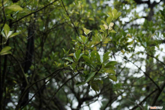 北美冬青有啥寓意和象征，北美冬青的花语和寓意，适合送给什么人？