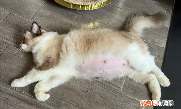 猫生一只穷二只富三只四只 ，猫走丢了会想念主人吗？