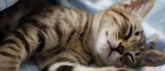 猫晚上一般睡几个小时正常 ，猫晚上一般睡几个小时觉？