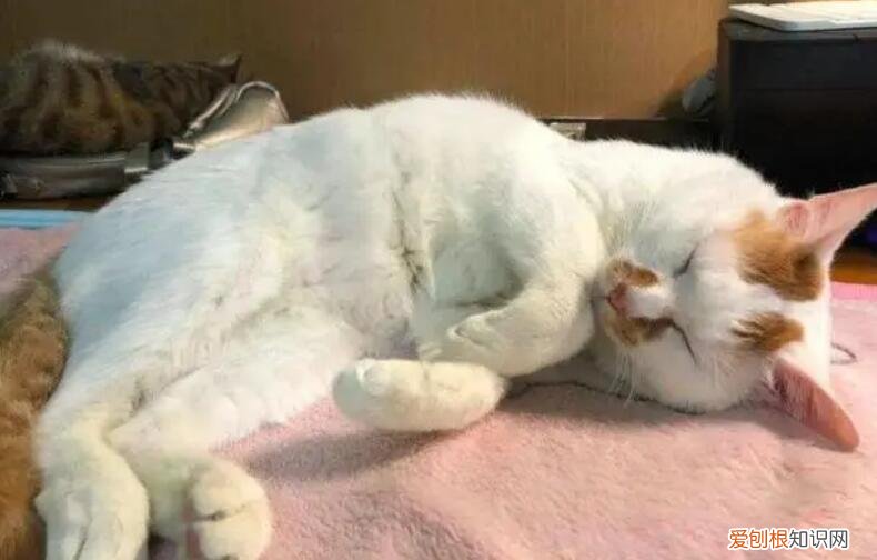 母猫生产前会一直喝水吗 ,母猫生产前会一直喘气吗?