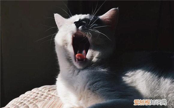 爱猫又虐猫是不是心理疾病 ,猫咪对话翻译器?