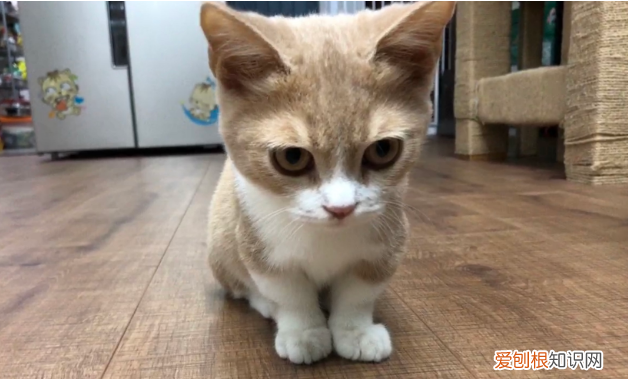 猫前脚弯曲向里趴着无法行走怎么回事 ,猫前脚弯曲向里趴着无法行走怎么办?