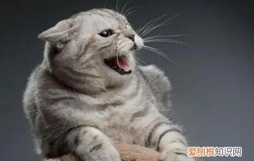 母猫半夜叫是因为什么 ，母猫半夜老叫怎么办？