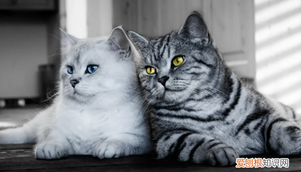 绝育的母猫喜欢未绝育的母猫 ，母猫绝育后讨厌主人？