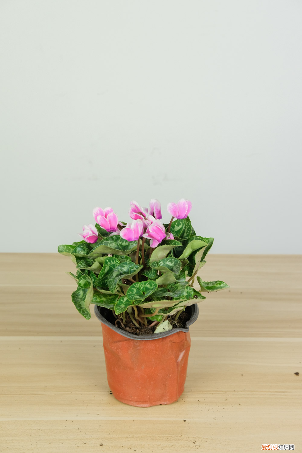 仙客来是一年生还是多年生植物，仙客来是多年生植物吗，是球根花卉吗？