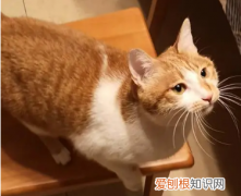 小猫身体热热的 ，小猫身上发热但是很活泼？