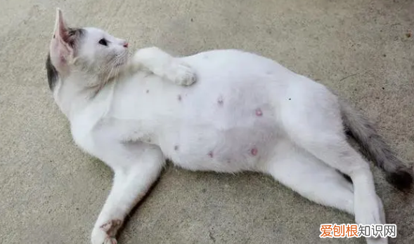 母猫意外怀孕能打掉吗有影响吗 ,母猫意外怀孕能打掉吗会怀孕吗?