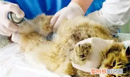 母猫子宫感染的症状 ，母猫子宫感染的症状用什么药？