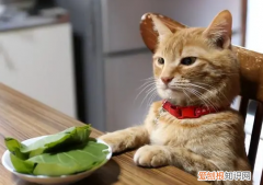 猫咪突然不进食无其它症状 ，猫咪临死前的六个特殊征兆？