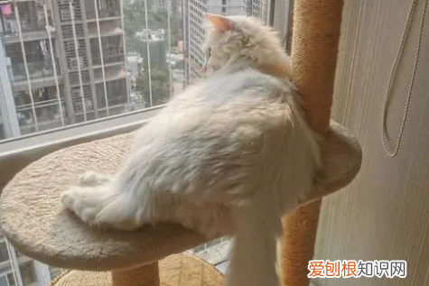 小猫身上一抽一抽的 ，小猫身上一抽一抽的怎么回事？