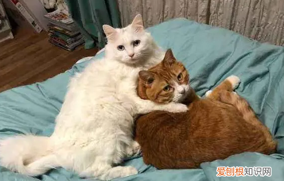 母猫一大早就一直叫怎么回事 ，母猫一大早就一直叫怎么办？