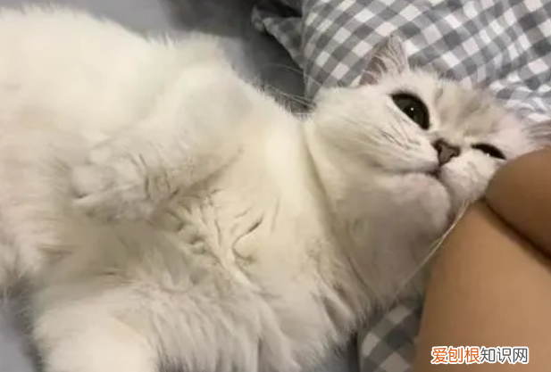 母猫大清早叫个不停 ，母猫从早叫到晚？