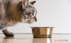 刚生完猫咪的母猫吃什么 ，刚生完猫咪的母猫吃什么下奶？