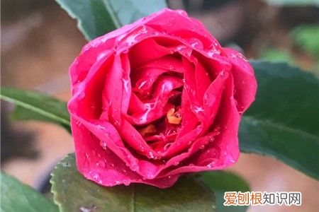 茶梅与茶花，茶梅和茶花的区别，哪个更容易养？