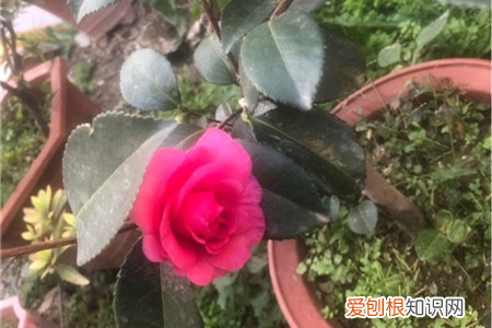 茶梅与茶花，茶梅和茶花的区别，哪个更容易养？