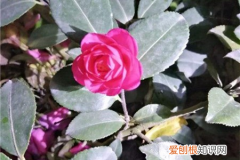 茶梅与茶花，茶梅和茶花的区别，哪个更容易养？