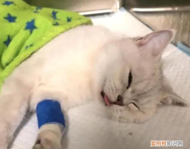母猫子宫蓄脓能自愈吗 ，猫咪子宫蓄脓保守治疗排脓？