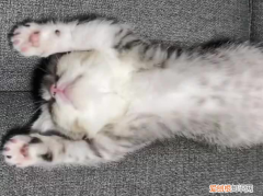 小猫仰面朝天睡觉好吗 ，小猫仰面朝天睡觉可以吗？