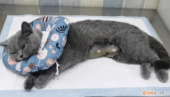 母猫做绝育风险大吗多少钱一次 ，母猫做绝育风险大吗多少钱啊？