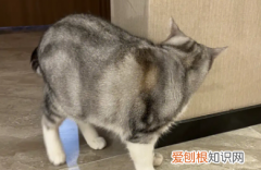 猫总是蹭墙壁 ，猫猫蹭墙角是什么原因？