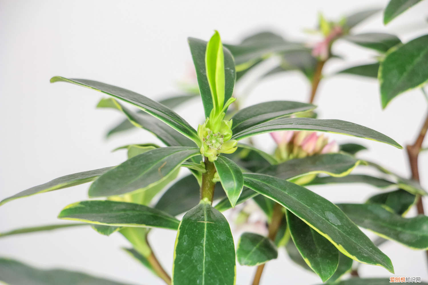 瑞香怎样养才能枝叶壮盛，瑞香花怎么养，家庭养法？