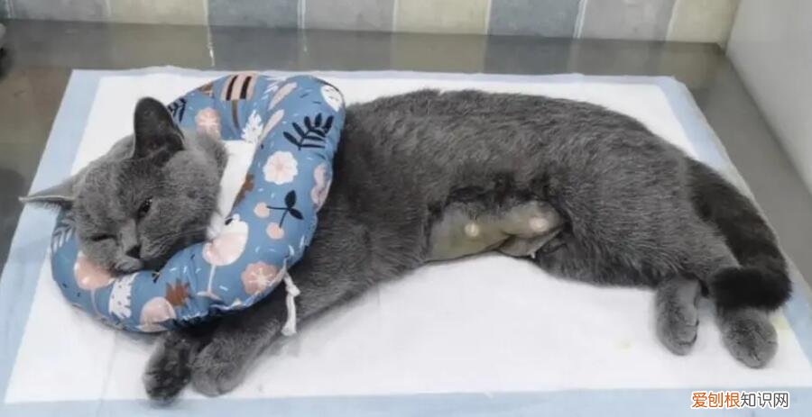 母猫没绝育会来例假吗图片 ,母猫没绝育会瘦吗?