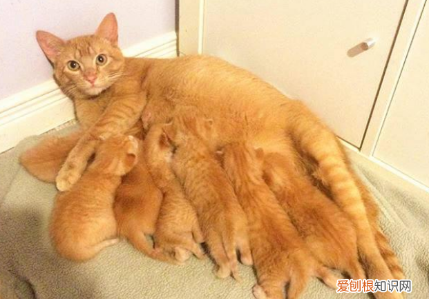 小猫知道主人怀孕了吗 ,猫咪知道自己怀孕吗??