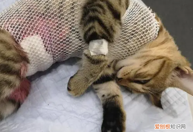凌晨3一4点猫在窗户外面惨叫 ,凌晨3一4点猫叫要怎么制止?