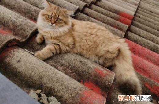 猫丢了附近都找了没有咋办 ,猫丢了晚上几点最容易找到?