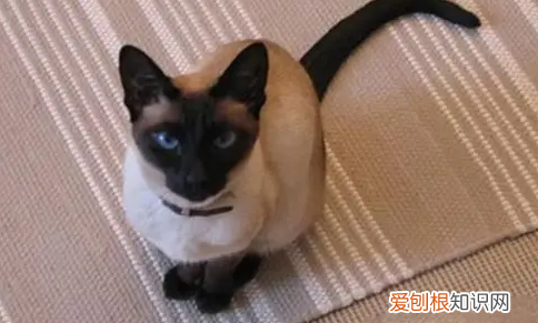 哪种猫性格好,不咬人 ,哪种猫咪不咬人?