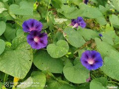 牵牛花怎么传播种子的办法，牵牛花靠什么传播种子？