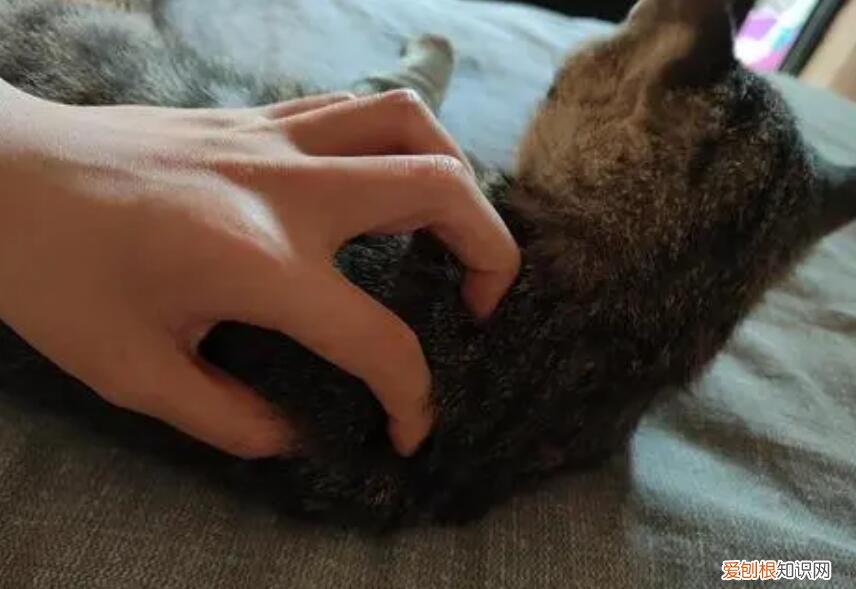 摸猫能摸到骨头 ,猫可以摸到骨头算瘦吗?