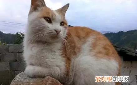 农村的猫失踪了怎么办视频 ,农村猫咪不见了怎么找回来?