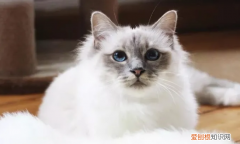血统猫和非血统猫区别 ，血统猫和没血统的区别？