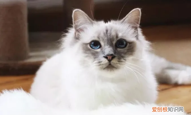 血统猫和非血统猫区别 ,血统猫和没血统的区别?