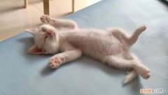 平时很活泼的猫突然没精神不吃东西怎么回事 ，平时很活泼的猫突然没精神不吃东西怎么办？