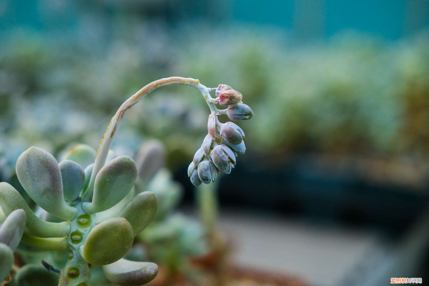 红稚莲多肉开花图片，红稚莲多肉植物怎么养，如何养出老桩？
