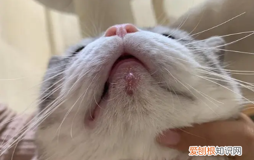 猫咪下巴一侧鼓包硬硬的 ，猫咪下颌忽然出现一个硬包？