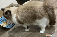 如何判断猫尾巴骨折 ，如何判断猫尾巴骨折治疗费用？