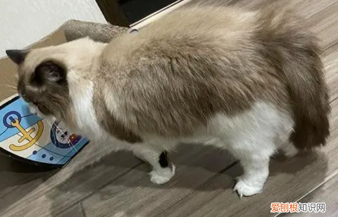 如何判断猫尾巴骨折 ，如何判断猫尾巴骨折治疗费用？