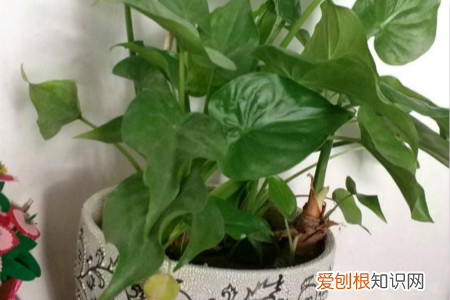 滴水观音和观音莲的区别，滴水观音和千手观音的区别，哪个有毒？